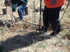Digging up young fruit trees requires different shovels types